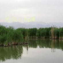 λ
