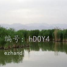 ʵ