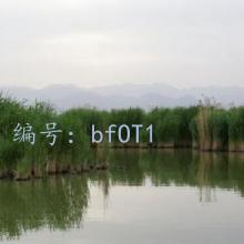 ʵ